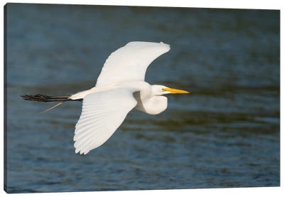Great Egret Flying, Fort Myers Beach, Florida Canvas Art Print - Steve Gettle