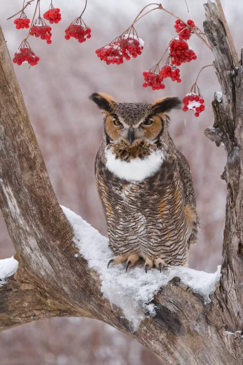 Great Horned Owl In Winter, Howell Nature Center, Michigan