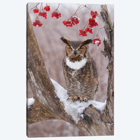 Great Horned Owl In Winter, Howell Nature Center, Michigan Canvas Print #GET9} by Steve Gettle Canvas Art