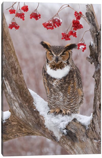 Great Horned Owl In Winter, Howell Nature Center, Michigan Canvas Art Print - Steve Gettle