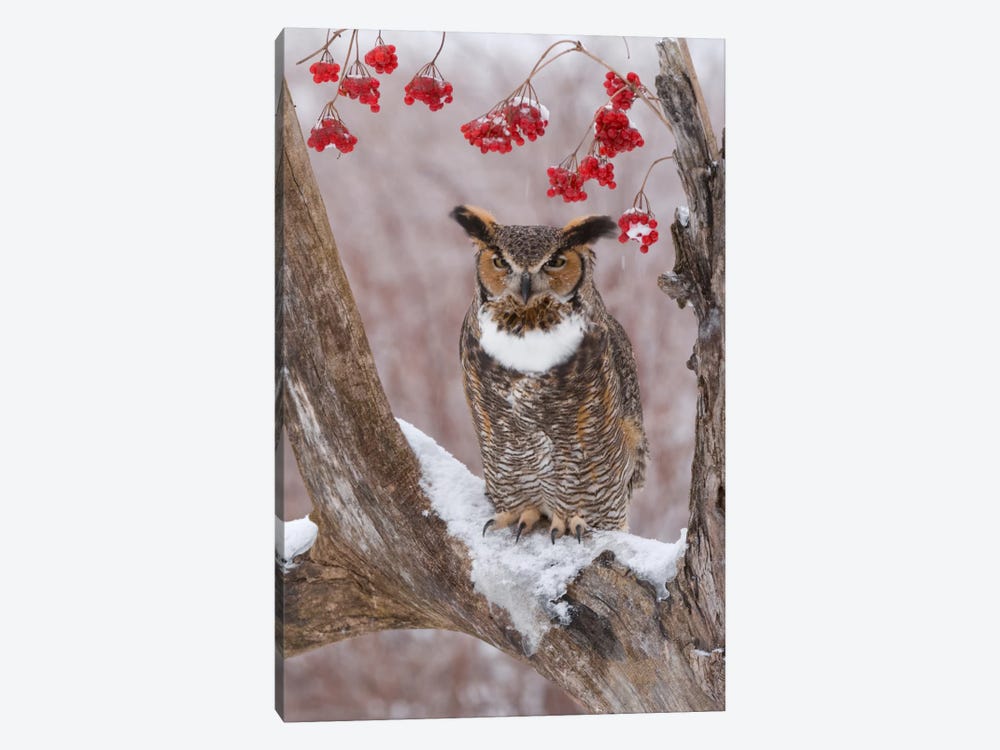 Great Horned Owl In Winter, Howell Nature Center, Michigan by Steve Gettle 1-piece Canvas Art