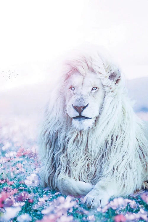 Kimba The White Lion In Meadow Flowers