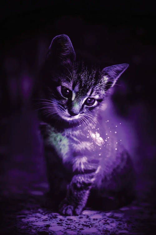 Kitten And Blue Luminous Butterfly