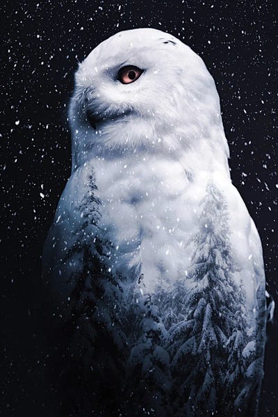 The Snowy Owl Double Exposition by GEN Z framed wall art