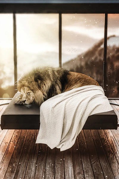 Lion Taking A Nap And Sleeping by GEN Z framed canvas print