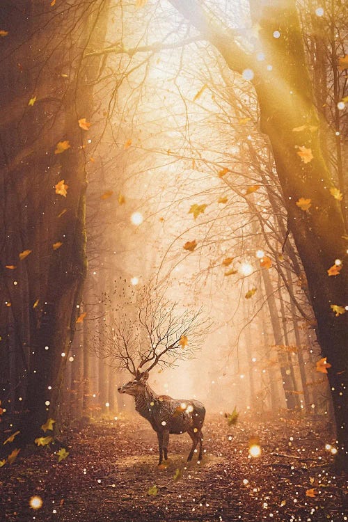 Morning Magic Deer In The Forest