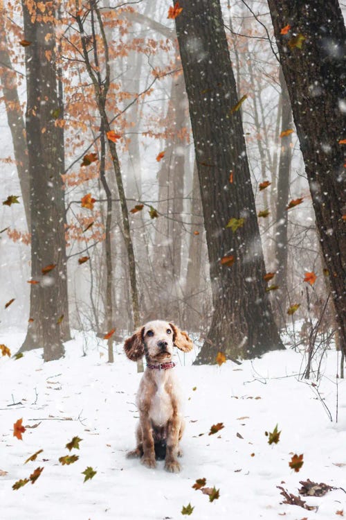 A Small Dog Standing Under The Falling Snow And Autmnal Leaves