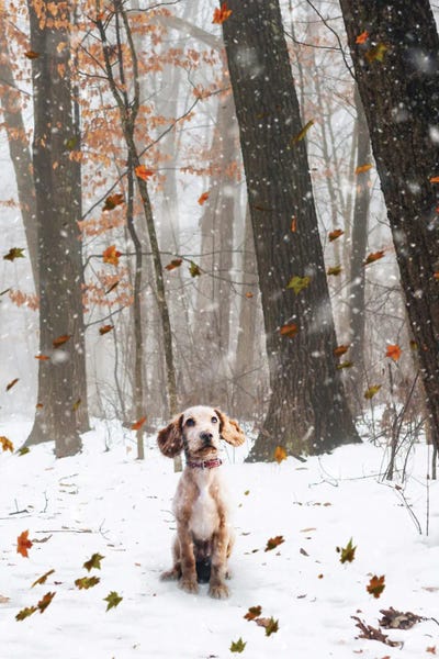 A Small Dog Standing Under The Falling Snow And Autmnal Leaves