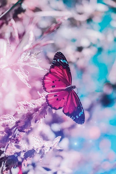 GEN Z: Pink Butterfly On Flowers In Front Off Blue Sky by GEN Z