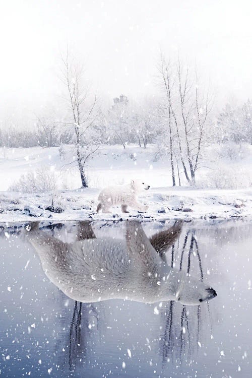 Polar Bear Childhood River Reflection