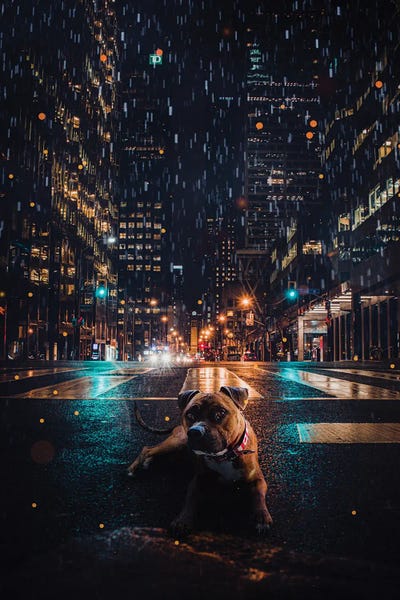 Dog Photography: Rain Dog Street City Night by GEN Z