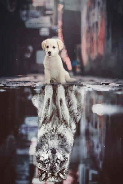 GEN Z: Teen Wolf, A Reflection Of Puppy In A Puddle Street by GEN Z