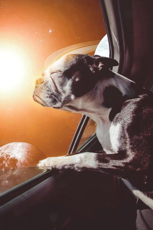 The Dog In Car In Orange Space World by GEN Z wall art