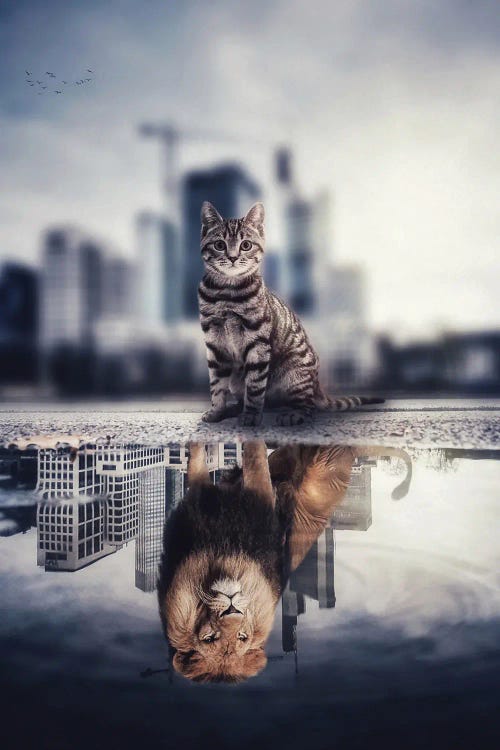 The Lion City, A Reflection Cat In Puddle by GEN Z wall art