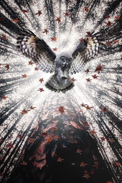 GEN Z: The Majestic Owl In Forest by GEN Z