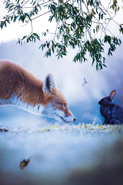 The Red Fox And The Black Rabbit by GEN Z wall art