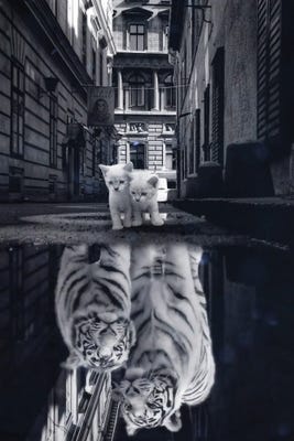 Cute Cat Looking At Mirror Diamond Painting 