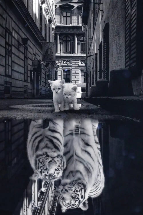 When Little Cats Become Big Cats Puddle Reflection