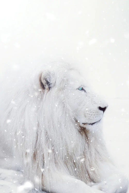 White Lion King Of The Winter Under Snow