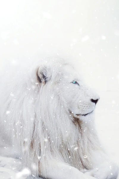 White Lion King Of The Winter Under Snow