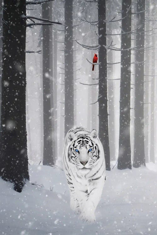 White Tiger And Red Cardinal Under Snow In Forest