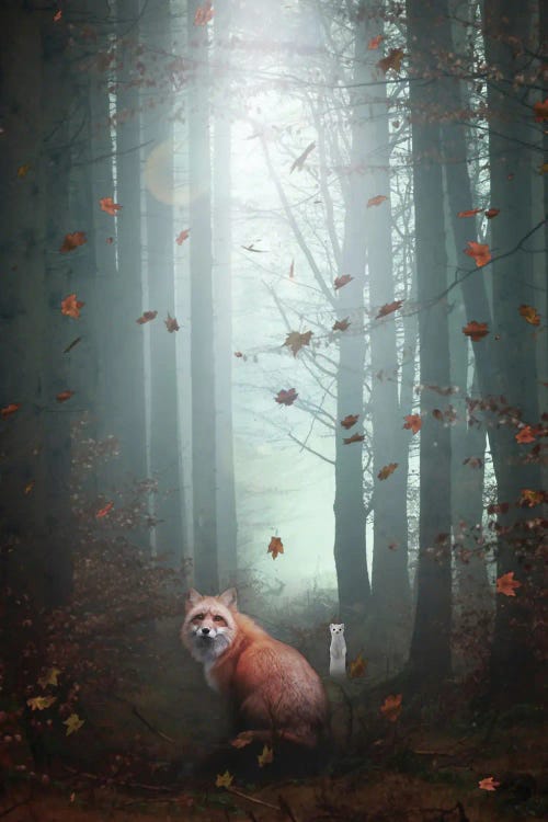 Red Fox And White Ermine In Autumnal Forest