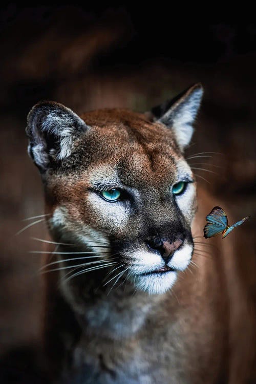 Puma And Blue Butterfly