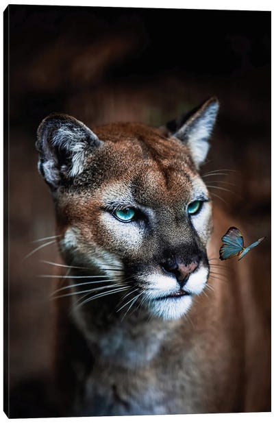 Puma And Blue Butterfly Canvas Art Print - Panther Art