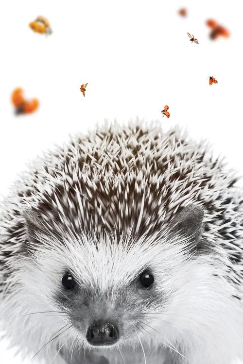 Hedgehog And Ladybugs