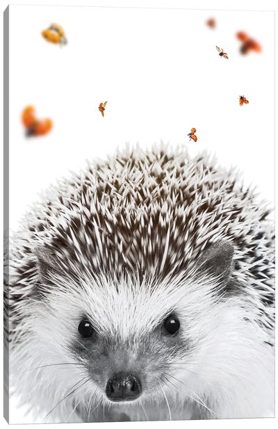 Hedgehog And Ladybugs Canvas Art Print - Hedgehogs