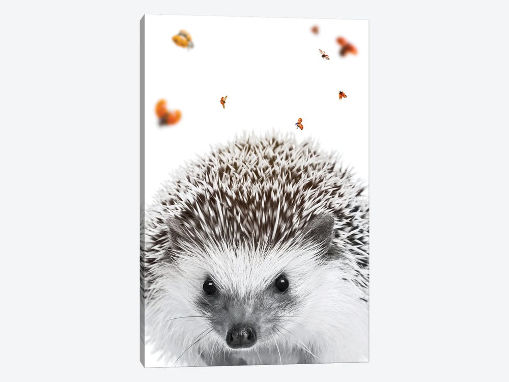 Hedgehog And Ladybugs by GEN Z 1-piece Canvas Print
