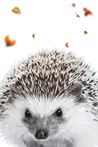 Hedgehogs: Hedgehog And Ladybugs by GEN Z