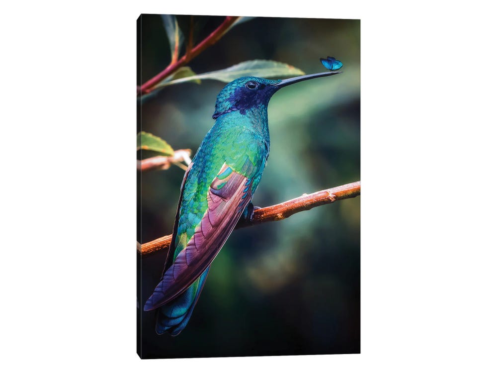 Hummingbird And Blue Butterfly Canvas Print by GEN Z | iCanvas