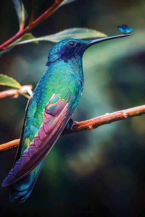 Hummingbird And Blue Butterfly