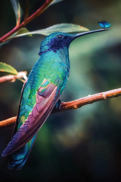 GEN Z: Hummingbird And Blue Butterfly by GEN Z
