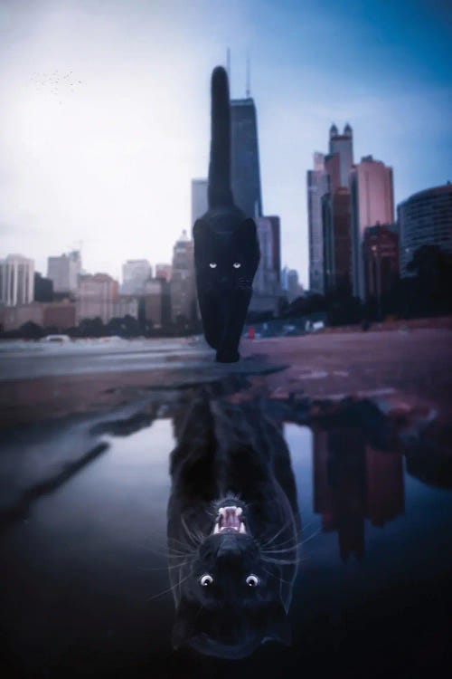 Black Cat Black Panther Puddle Reflection