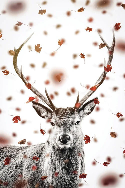 Deer And Autumn Leaves