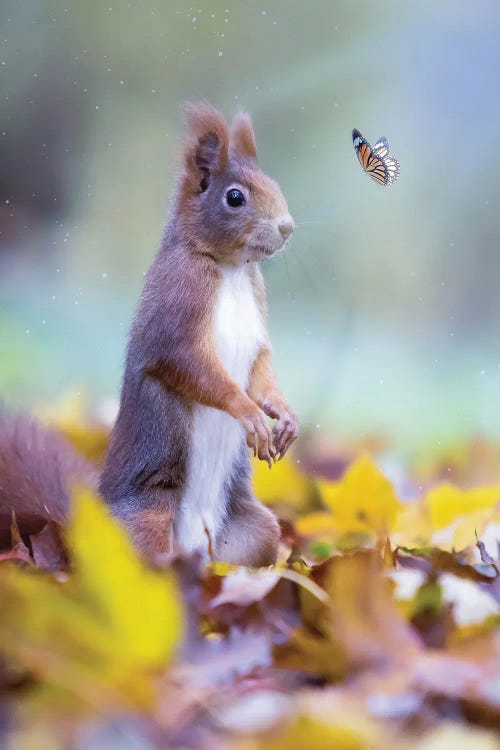 Squirrel And Orange Butterfly In Autumn Leaves