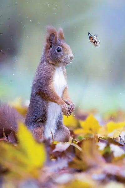 Squirrels: Squirrel And Orange Butterfly In Autumn Leaves by GEN Z