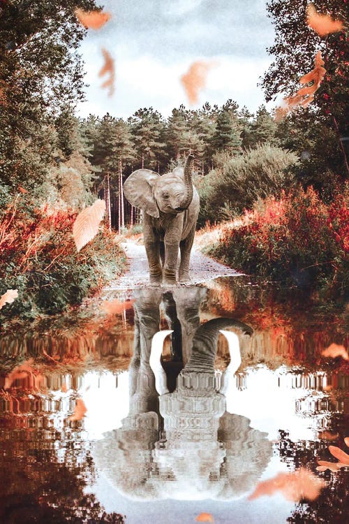 Baby Elephant Reflection In Puddle With Autumn Leaves