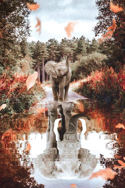 GEN Z: Baby Elephant Reflection In Puddle With Autumn Leaves by GEN Z