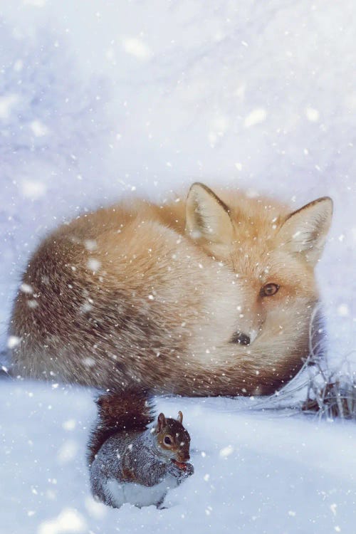 Red Fox And Squirell In Winter