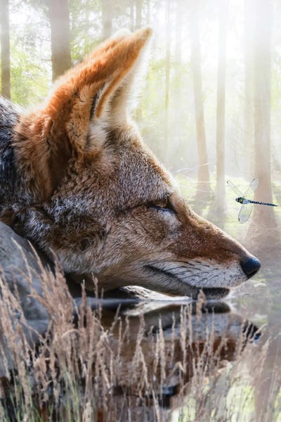 Dragonflies: Red Fox And Dragonfly by GEN Z