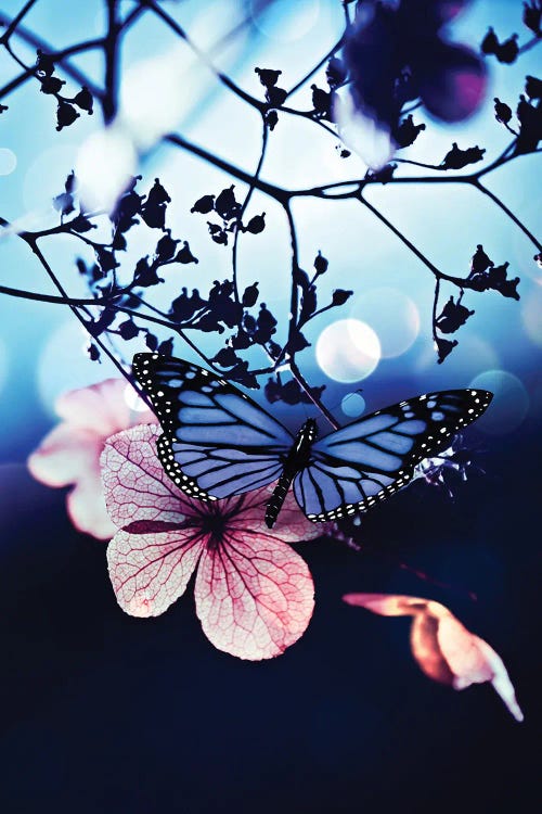 Blue Butterfly On Pink Leaf