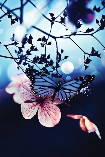 GEN Z: Blue Butterfly On Pink Leaf by GEN Z