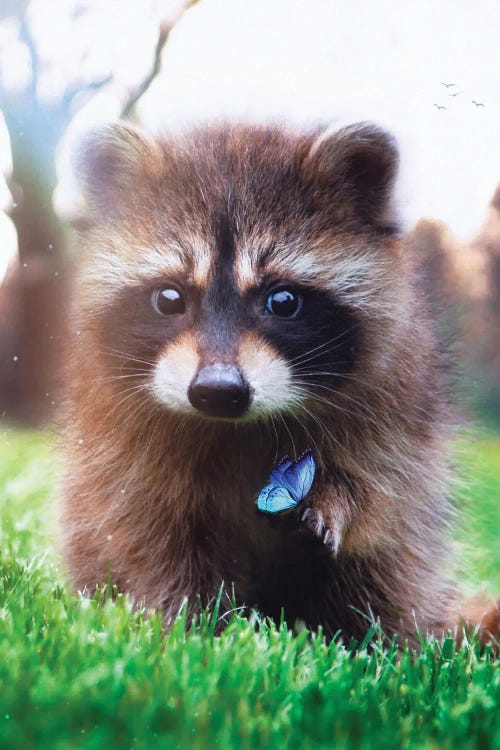 Racoon In Green Grass And Blue Butterfly