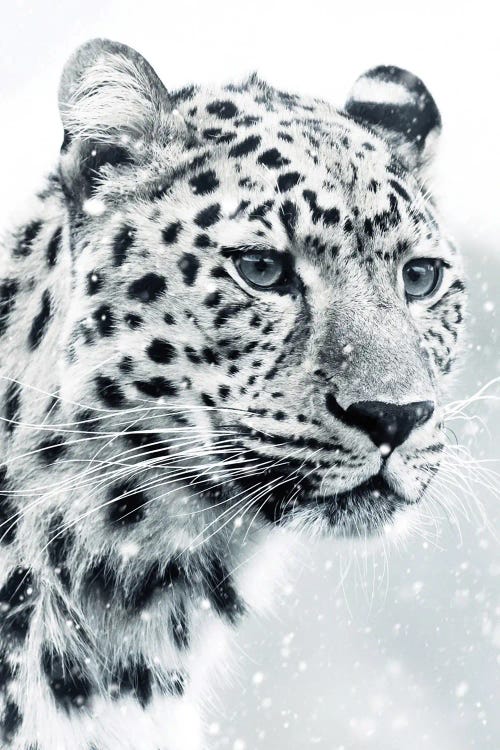 White Snow Leopard Portrait by GEN Z wall art