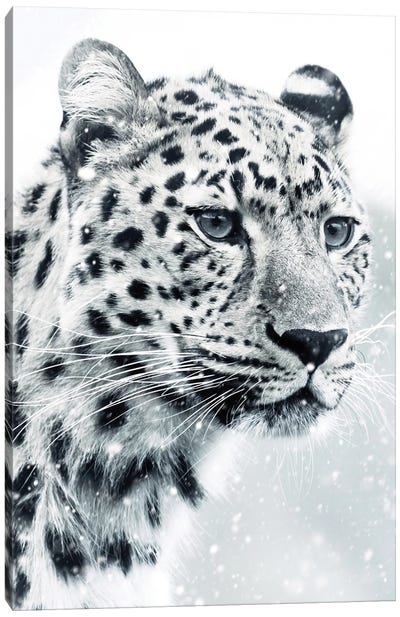 White Snow Leopard Portrait Canvas Art Print - GEN Z