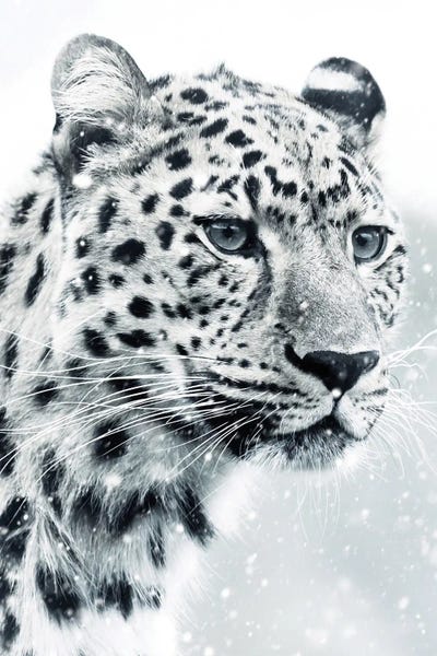 Leopards: White Snow Leopard Portrait by GEN Z