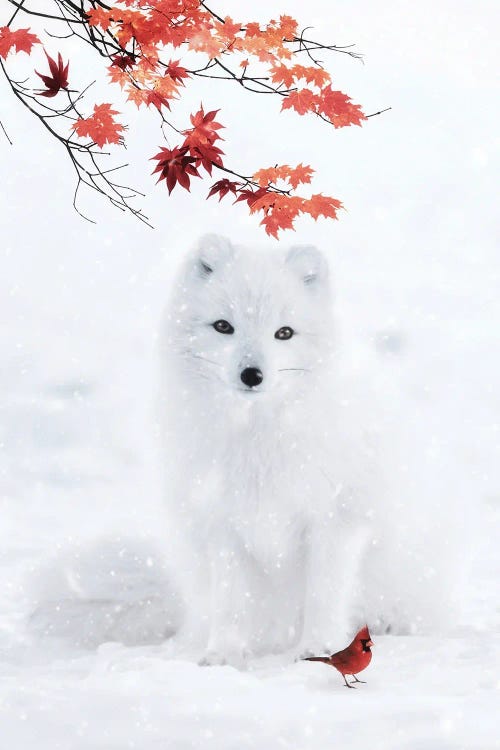 White Fox And Red Cardinal